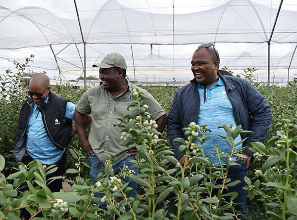 Clement Manoko, executive director for Corporate Relations and Marketing, George Chengera, general manager of Madikwe Berry Farm, and Prof Tyobeka share a light-hearted moment.