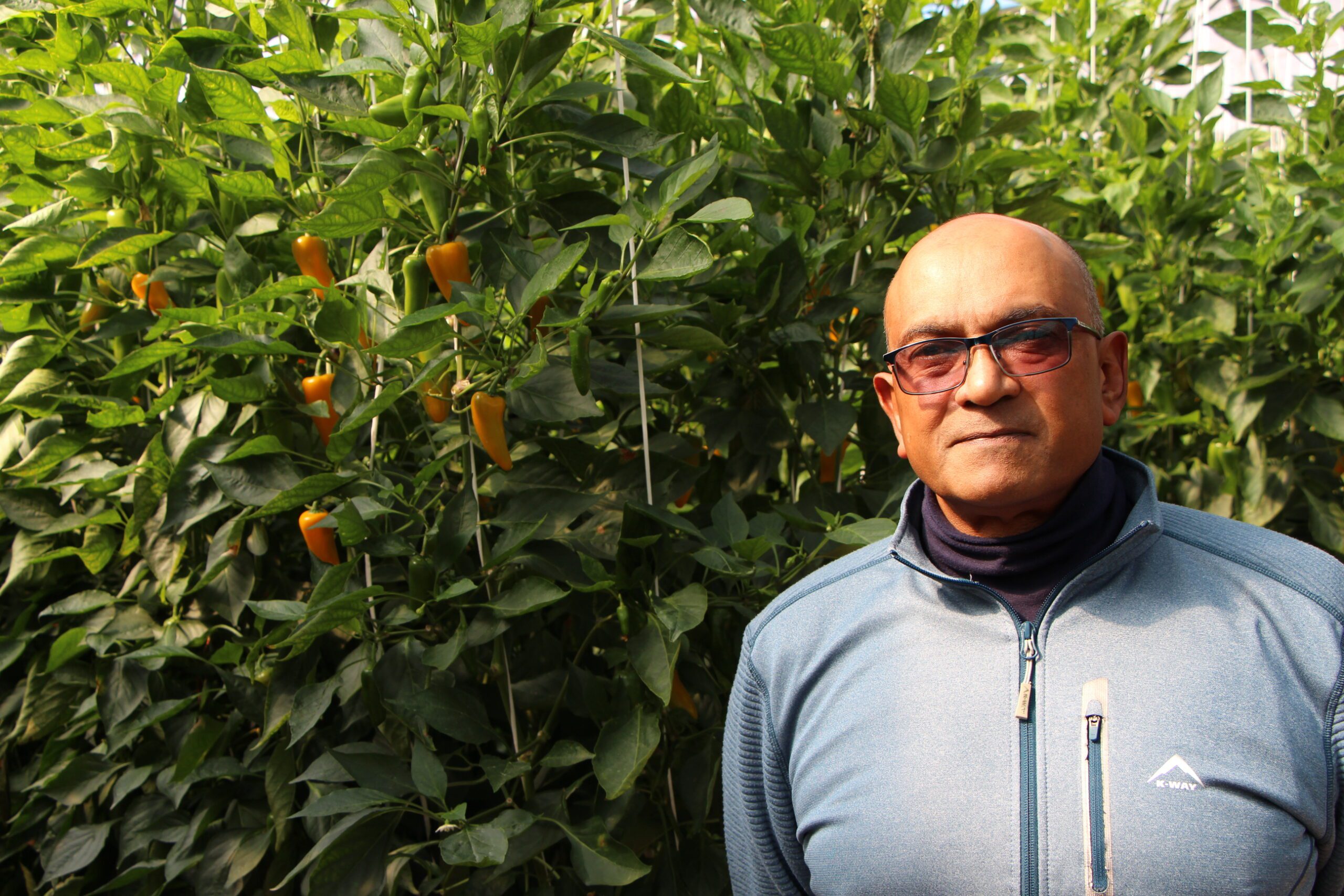 Male farmer standing in front of Rijk Zwaan sweet pepper bites.