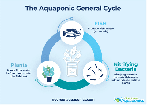 Aquaponics Cycle