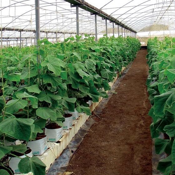 Cucumber Greenhouse