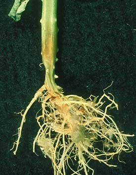 Pythium crown and root rot in greenhouse cucumber showing orange discolouration of the crown area and rotted roots and root tips.