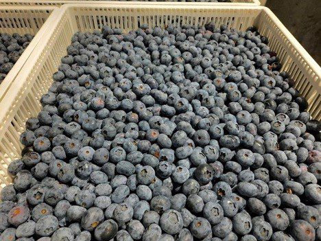 Farmers Blueberries