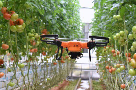 Drones inspecting tomato crops in a greenhouse.