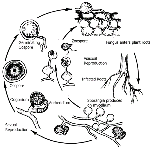 The disease cycle of Pythium damping-off and crown and root rot of greenhouse vegetable crops.