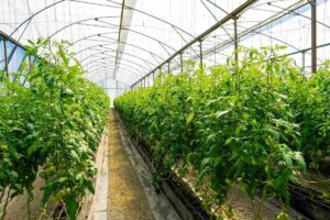 Green Beans in greenhouse