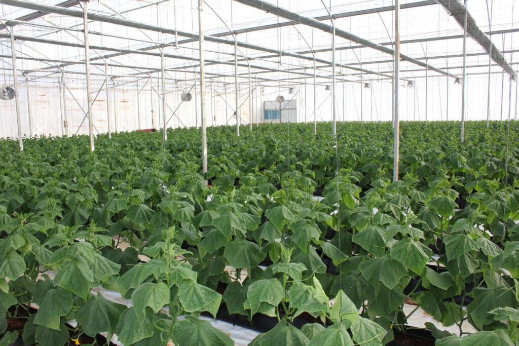 Greenhouse Ventilation