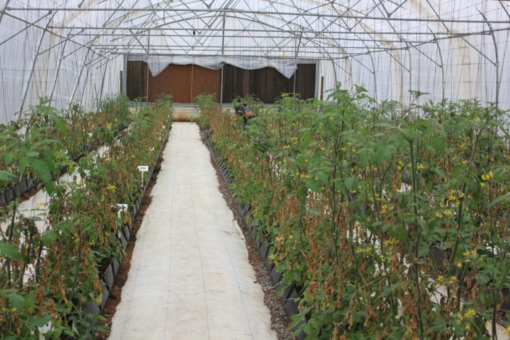 Heavily diseased tomato crop due to condensation on crop