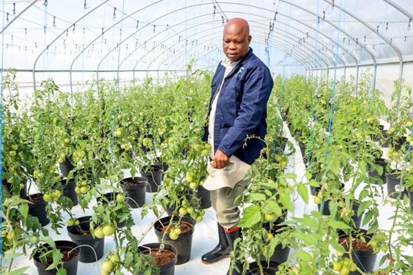 Smart Farming farmer in Greenhouse