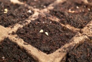 Tomatoes plants are sown in the warm from March onwards