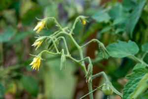 Flower Buds 