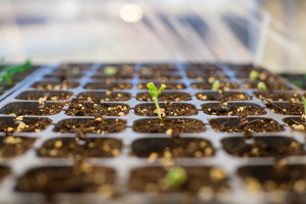 seedling
