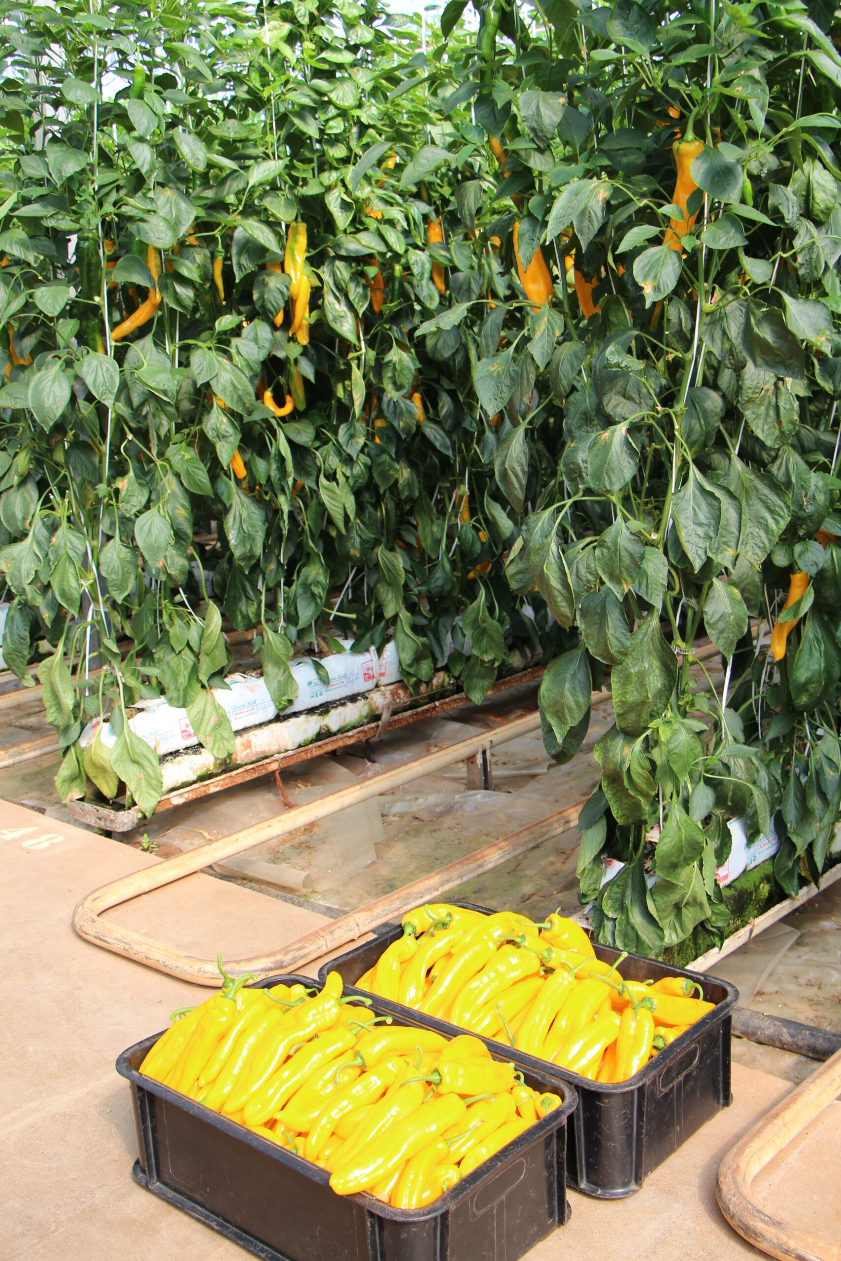 Yellow Sweet Palermo Peppers in crates in a Greenhouse.