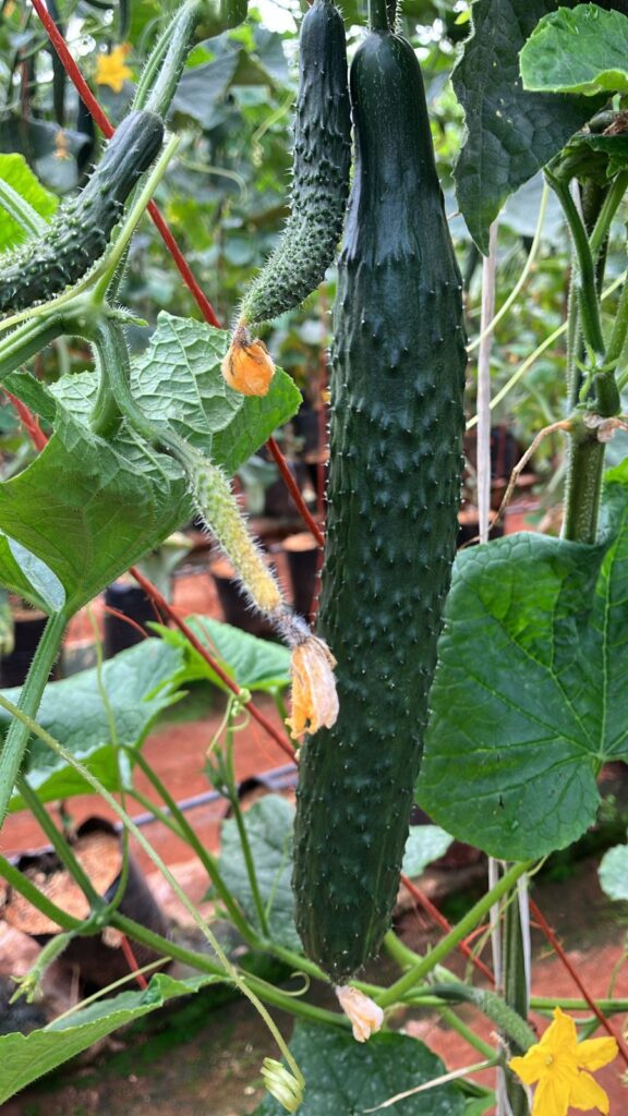 Wokcue Cucumbers on a vein