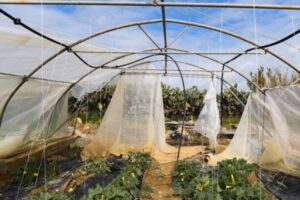 Greenhouse Damage