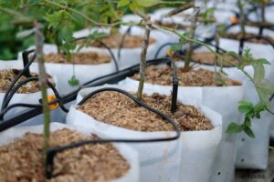 Greenhouse Irrigation System