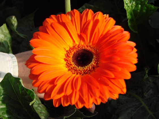 Gerbera 