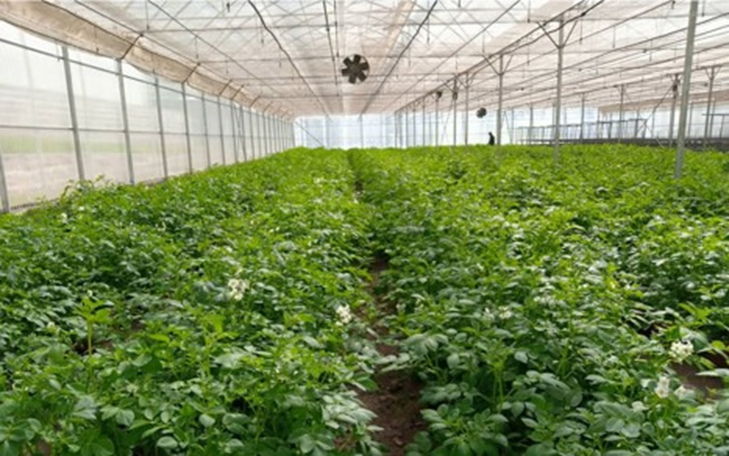 Potato seed supply systems in Ethiopia