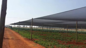 Shade Net Farming