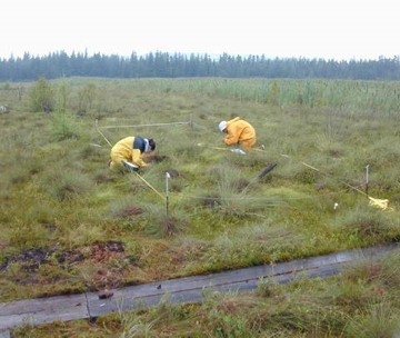 Peat being harvested in crop field