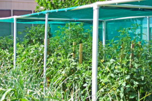 Tomato shade net greenhouse