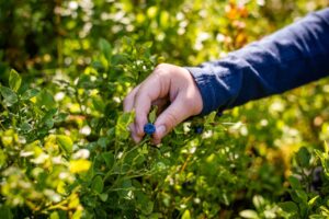 Blueberry picking