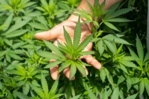 Cannabis plant