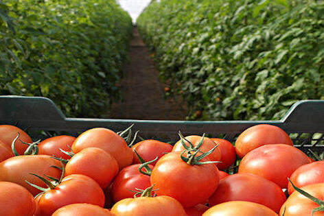 Picked tomatoes