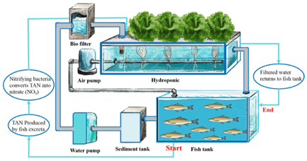 Aquaponics System