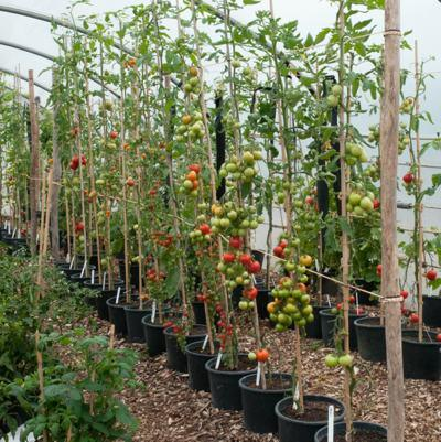 tomato greenhouse