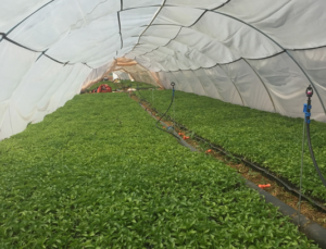 Seedlings in Greenhouse