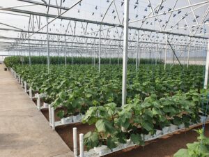 Greenhouse irrigation