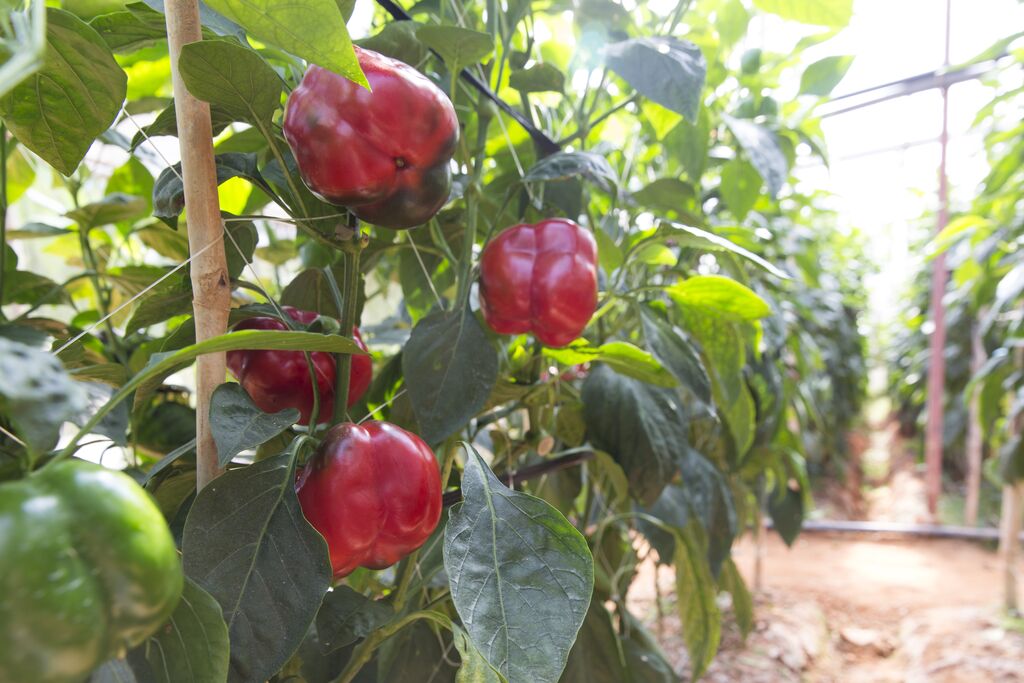 Harvesting and Post-Harvest Handling