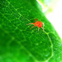 Close-up picture of a Red Spider Mite on a tomato plant’s leaf.