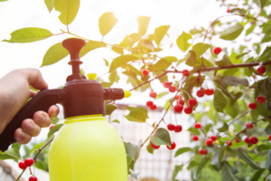 Foliar Sprays on Berries