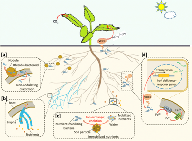 A schematic presentation of nutrient uptake by plants. - Plant management