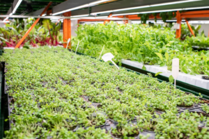 Nutrient management in greenhouse