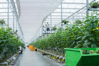 Canadian Greenhouse