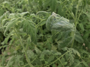 Heavily Red Spider Mite infestation on tomato plants in a greenhouse.