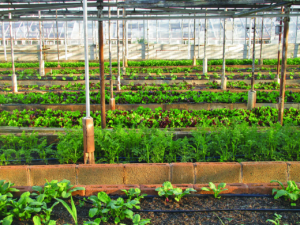 Shade net greenhouse