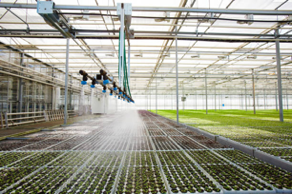 Irrigation system in Greenhouse