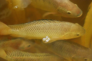 Aquaponics fish