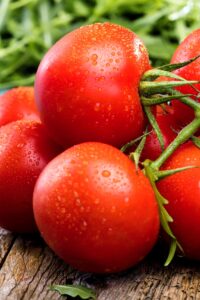 Tomato Germination