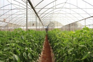 Pepper Greenhouse