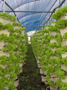 lettuce growing vertically