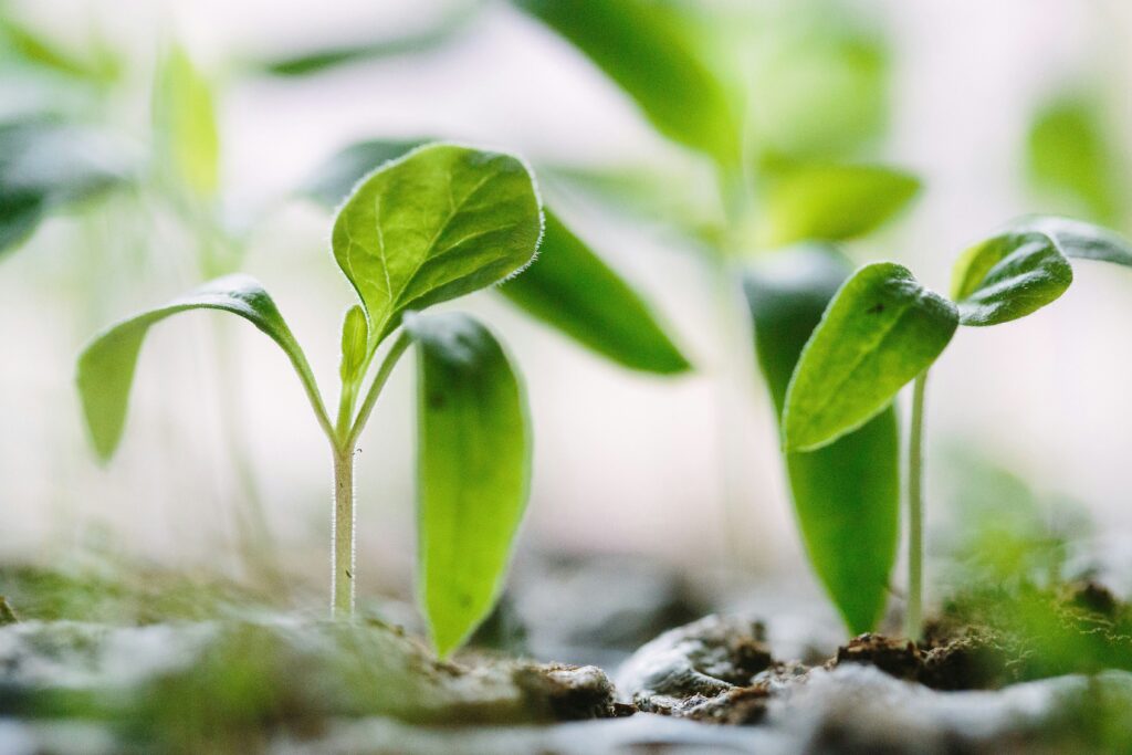 Winter Germination of Peppers and Tomatoes seedlings