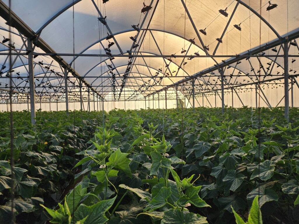 Micronised lime is proven in Greenhouse production