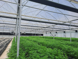 Dynatrade Cannabis Greenhouse