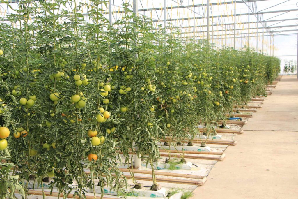 Tomato greenhouse