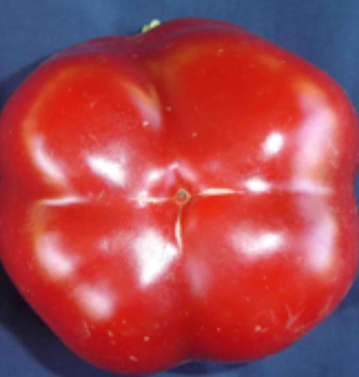 sweet peppers