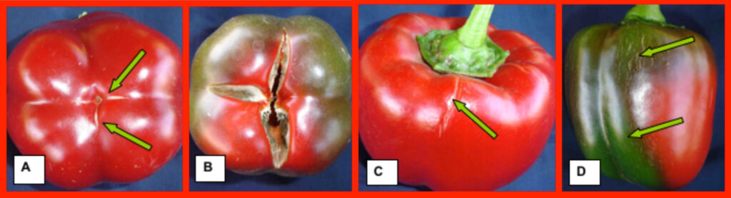 cuticle crack only in mature stage in sweet peppers